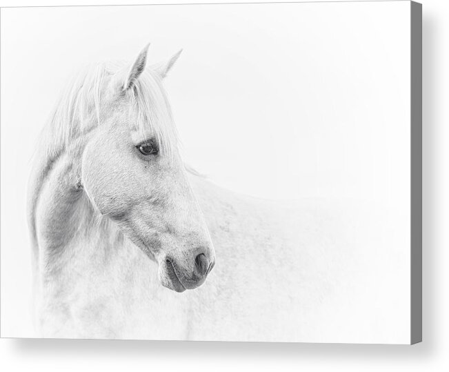 Equine Acrylic Print featuring the photograph A Gentle Soul #2 by Ron McGinnis