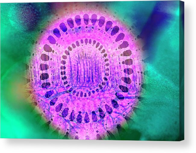 Abstract Acrylic Print featuring the photograph Abstract Polarised Light Micrograph #2 by Steve Lowry