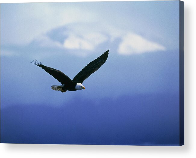 Eagle Acrylic Print featuring the photograph Bald Eagle #2 by William Ervin/science Photo Library