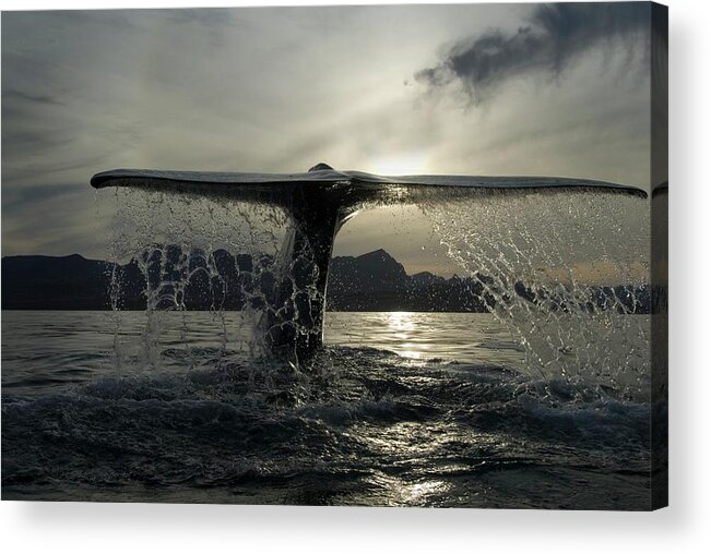 Blue Whale Acrylic Print featuring the photograph Blue Whale Fluking #2 by Christopher Swann/science Photo Library