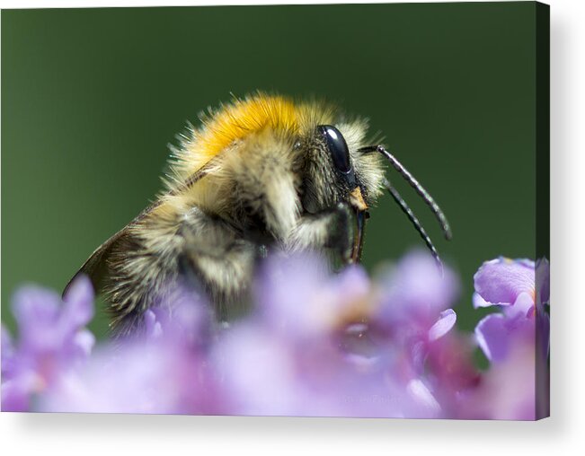 Nature Acrylic Print featuring the photograph Carder Bee by Steven Poulton