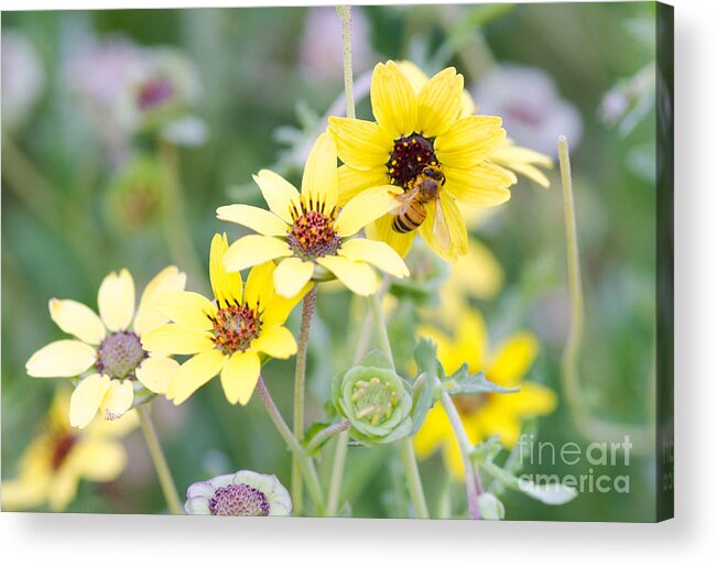 Bee Acrylic Print featuring the photograph Chocolate for Breakfast by Tamara Becker