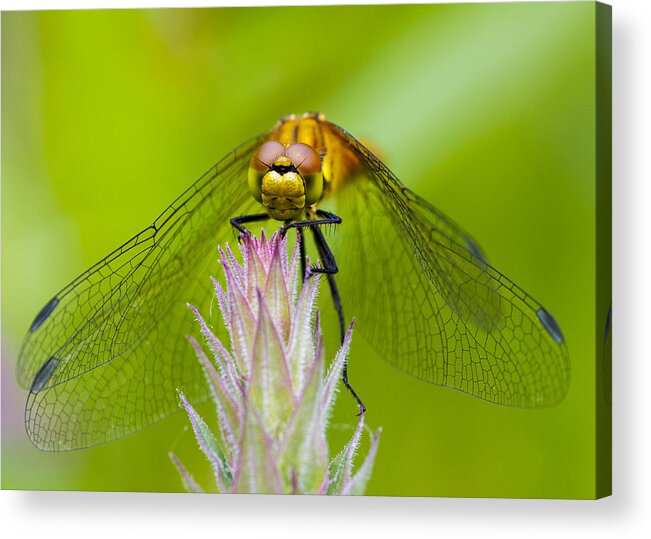Dragonfly Acrylic Print featuring the photograph Dragonfly #2 by Chris Smith