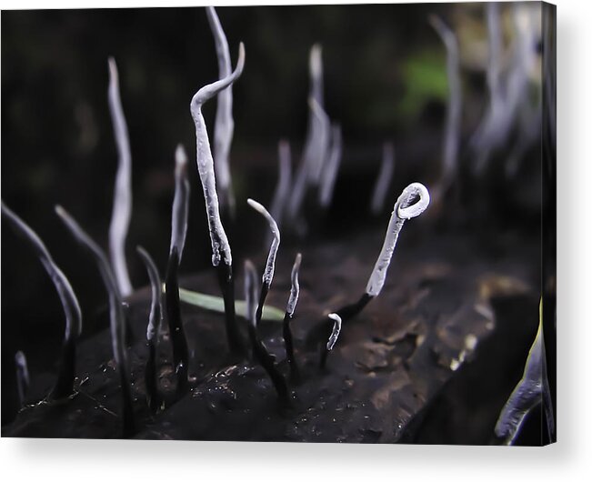 Fairy Fingers Acrylic Print featuring the photograph Fairy Fingers #2 by Betty Depee