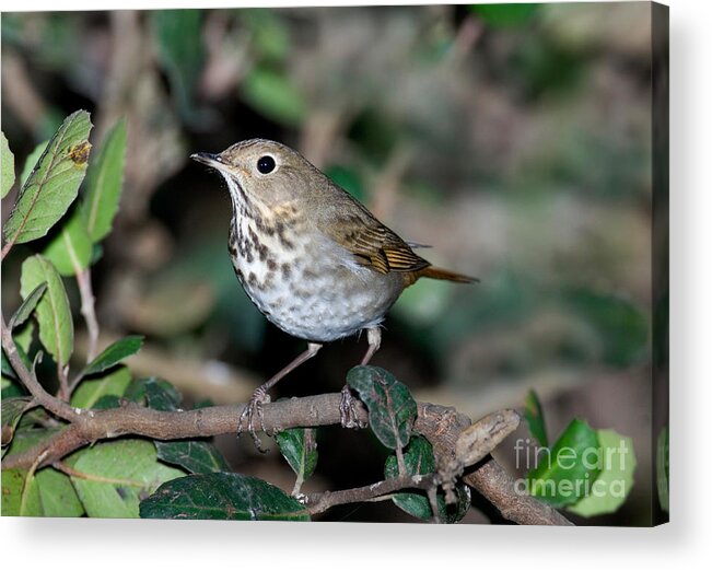 Fauna Acrylic Print featuring the photograph Hermit Thrush #2 by Anthony Mercieca