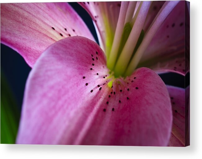 Botanical Acrylic Print featuring the photograph In the Pink by Christi Kraft