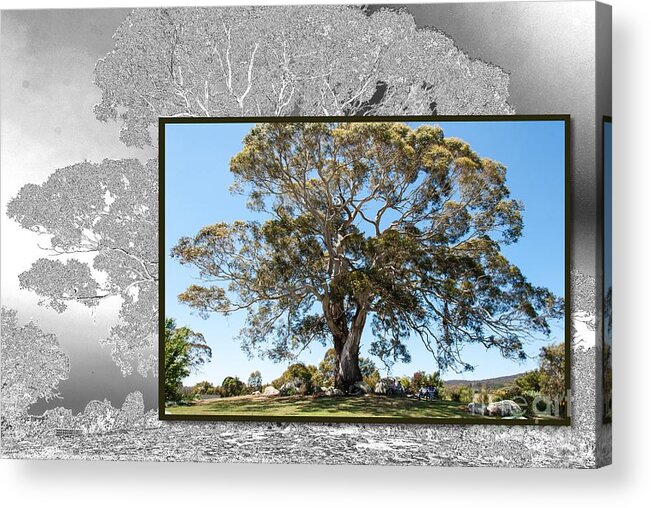 Australia Acrylic Print featuring the digital art Magnificent gum #2 by Fran Woods