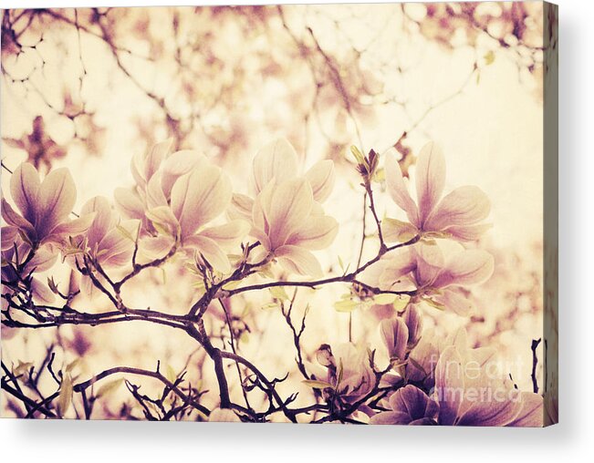 Magnolia Acrylic Print featuring the photograph Magnolia in Spring. Retro filter by Jelena Jovanovic