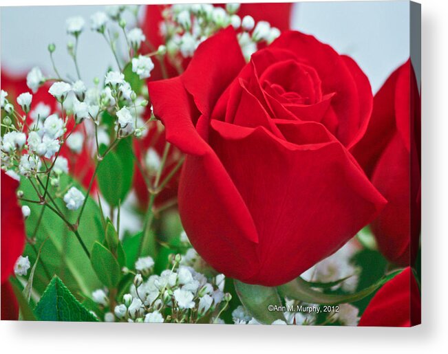 Nature Close Up Acrylic Print featuring the photograph One Red Rose #2 by Ann Murphy
