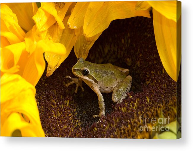 Hyla Regilla Acrylic Print featuring the photograph Pacific Treefrog On Sunflower #3 by Dan Suzio