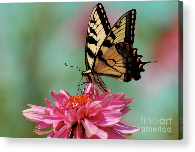 Butterfly Acrylic Print featuring the photograph Pastel by Lois Bryan