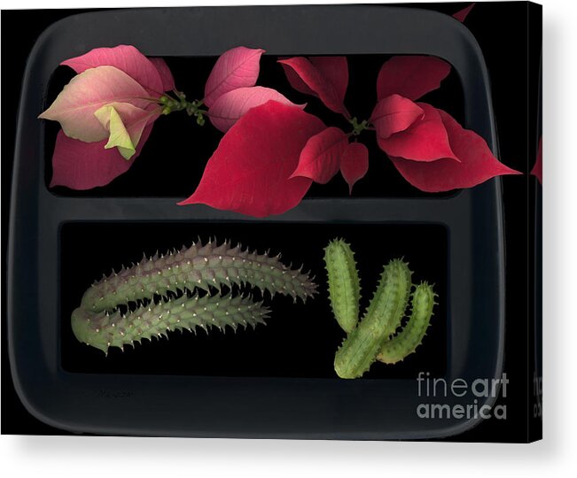 Cactus Acrylic Print featuring the photograph 2 Seasons by Heather Kirk