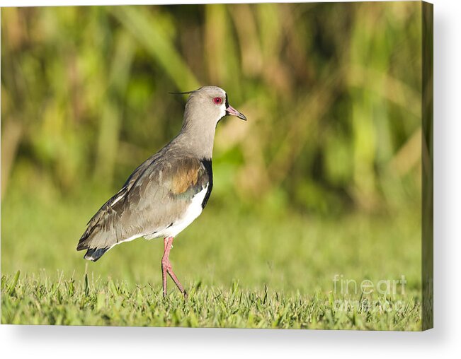 Nature Acrylic Print featuring the photograph Southern Lapwing #2 by William H. Mullins