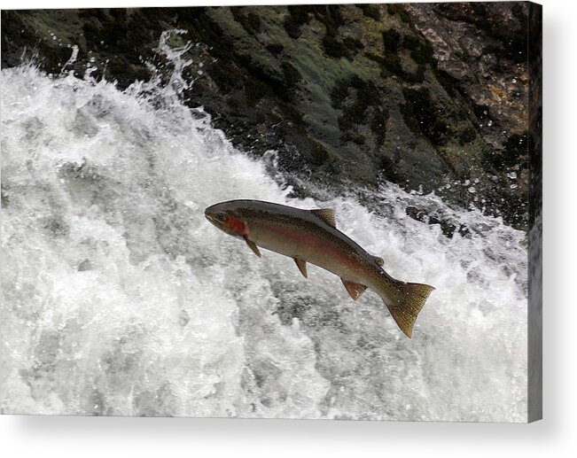 Falls Acrylic Print featuring the photograph Steelhead Trout Jumping In Falls #2 by Theodore Clutter
