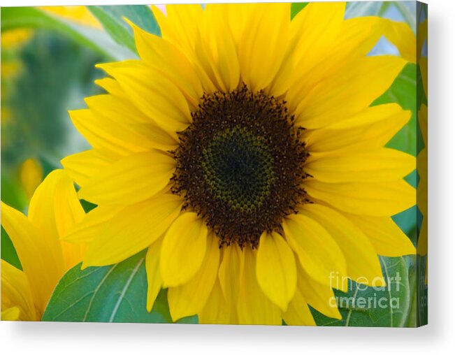 Flower Acrylic Print featuring the photograph Sunflower #2 by Richard and Ellen Thane