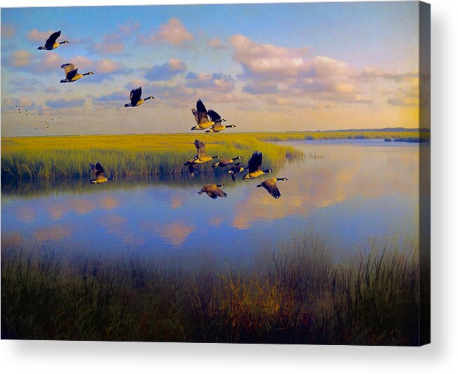 #geese Acrylic Print featuring the photograph The Landing #2 by John Rivera