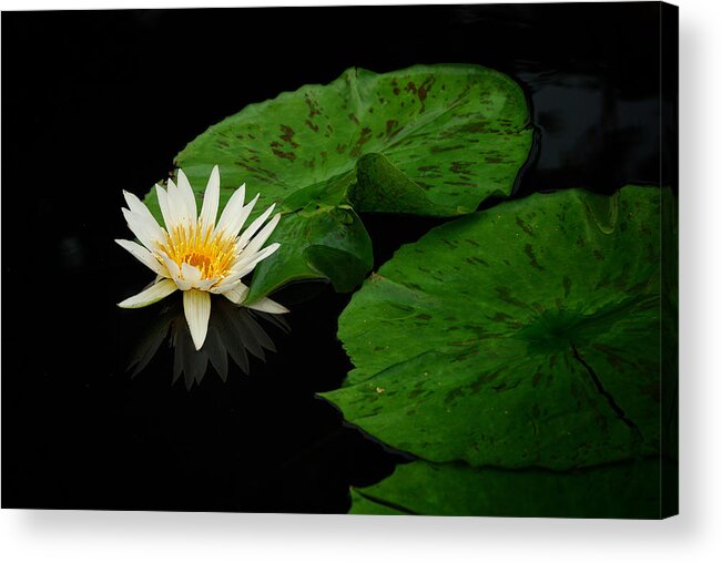 Flower Acrylic Print featuring the photograph Water lily #2 by Songquan Deng
