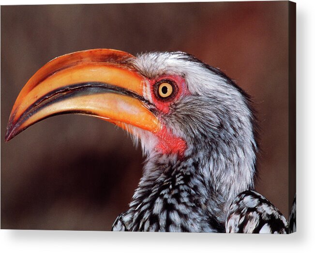 Yellow-billed Hornbill Acrylic Print featuring the photograph Yellow-billed Hornbill #2 by Tony Camacho/science Photo Library