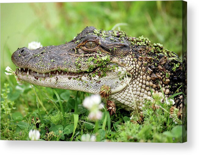 American Alligator Acrylic Print featuring the photograph American Alligator #3 by Clay Coleman/science Photo Library