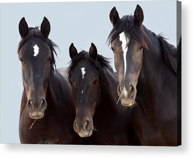 Wild Mustangs Acrylic Print featuring the photograph 3 Amigos Wild Mustang by Rich Franco