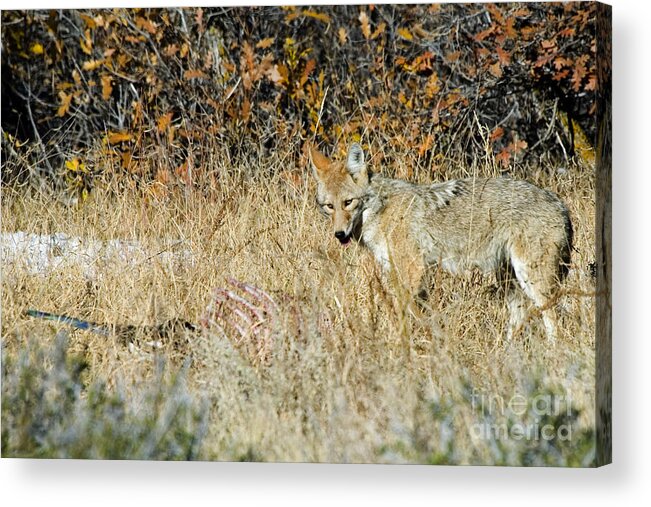 Coyote Acrylic Print featuring the photograph Coyotes #3 by Steven Krull