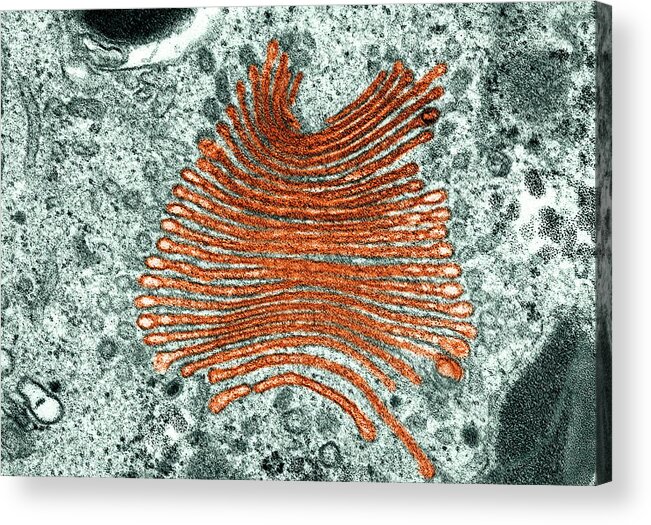 Golgi Complex Acrylic Print featuring the photograph Golgi Apparatus #3 by Science Photo Library