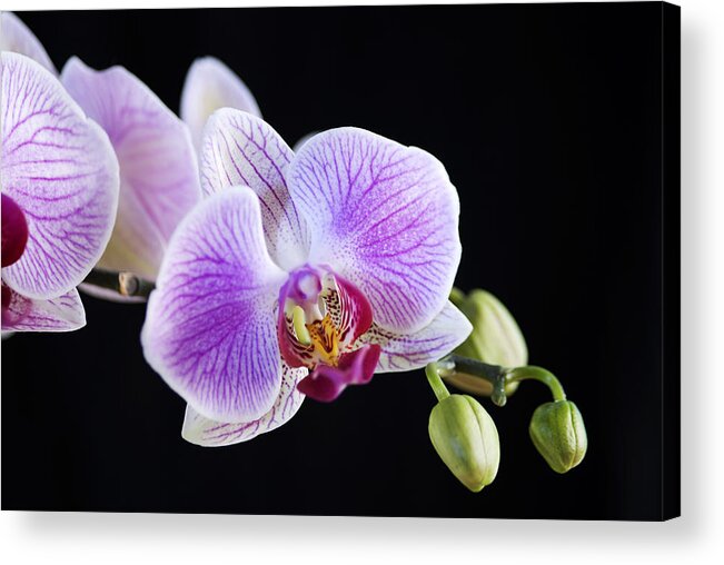 Orchid Acrylic Print featuring the photograph Pink Orchid flower #1 by Michalakis Ppalis