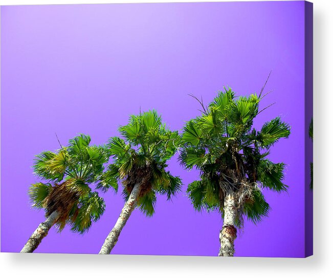Palm Tree Florida Island Beach Sand Miami South Beach Caribbean Exotic Pop Art Sun Ocean Islands  Acrylic Print featuring the photograph 3 Palms by Culture Cruxxx