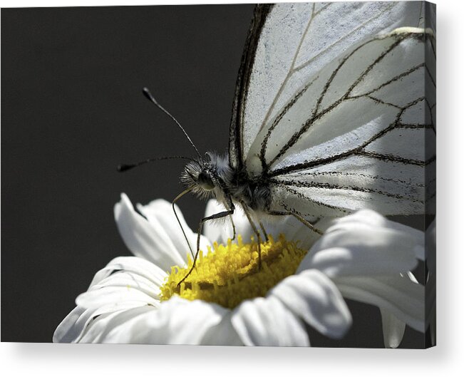 Pine White Acrylic Print featuring the photograph Pine White Butterfly #3 by Betty Depee