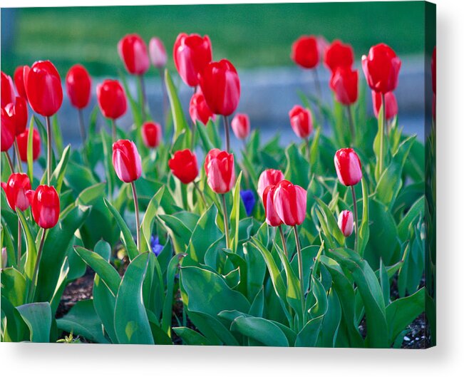 Nature Up Close Acrylic Print featuring the photograph Red Tulips #3 by Ann Murphy