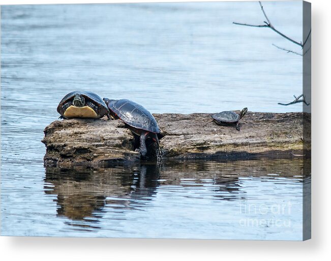 Painted Turtles Acrylic Print featuring the photograph 3 Turtles by Cheryl Baxter