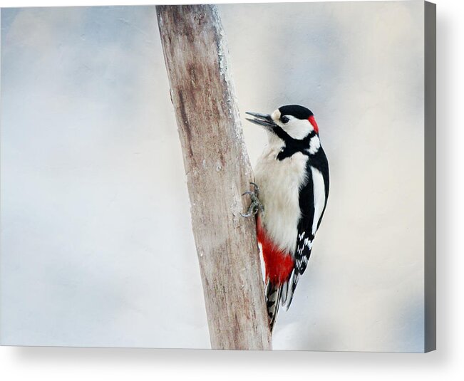 Animal Acrylic Print featuring the photograph Woodpecker #3 by Heike Hultsch
