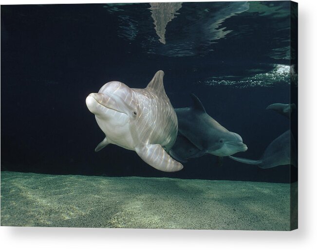 Feb0514 Acrylic Print featuring the photograph Bottlenose Dolphin Pair Hawaii by Flip Nicklin