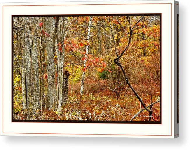 Foliage Acrylic Print featuring the photograph Forest Interior Autumn Pocono Mountains Pennsylvania #4 by A Macarthur Gurmankin