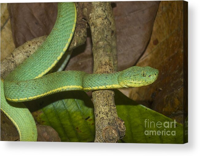 Two-striped Forest Pit Viper Acrylic Print featuring the photograph Two-striped Forest Pit Viper #4 by William H. Mullins