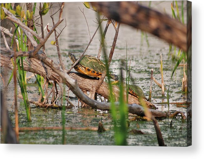 Red-bellied Turtle Acrylic Print featuring the photograph 42- Florida Red-Bellied Turtle by Joseph Keane