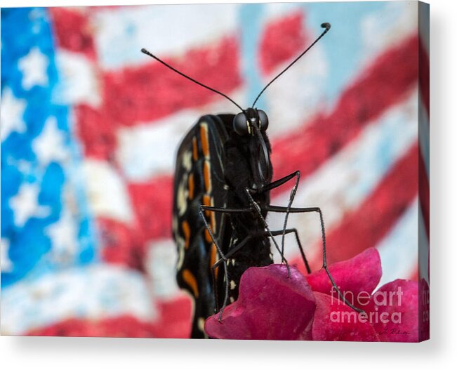 Black Swallowtail Butterfly Against The American Flag Acrylic Print featuring the photograph Black Swallowtail #3 by Iris Richardson
