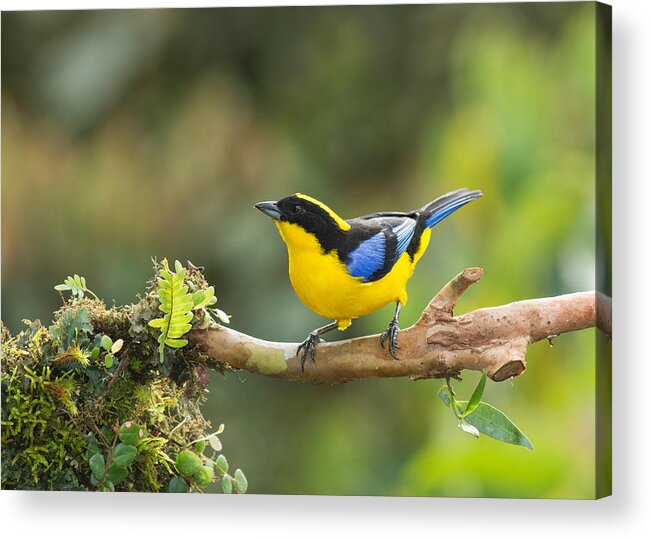 Andes Acrylic Print featuring the photograph Blue-winged Mountain Tanager #5 by Dan Suzio