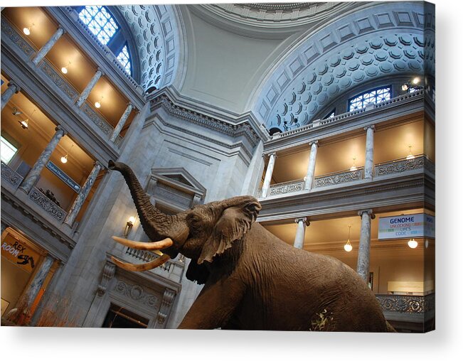 Bull Elephant Acrylic Print featuring the photograph Bull Elephant in Natural History Rotunda #5 by Kenny Glover