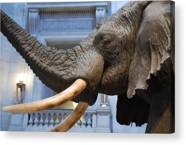 Bull Elephant Acrylic Print featuring the photograph Bull Elephant in Natural History Rotunda #6 by Kenny Glover