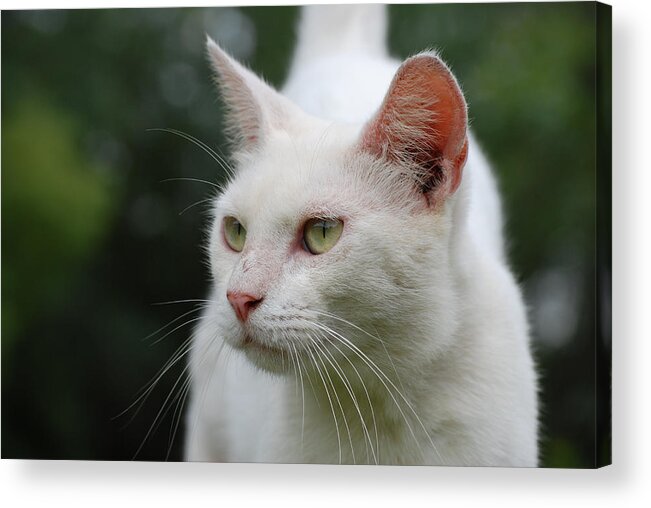 Photograph Acrylic Print featuring the photograph Cat #6 by Larah McElroy
