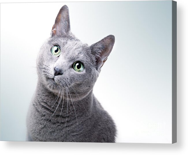 Cat Acrylic Print featuring the photograph Russian Blue Cat #6 by Nailia Schwarz