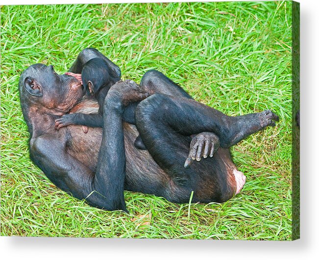 Nature Acrylic Print featuring the photograph Bonobo Mother And Baby #78 by Millard H. Sharp