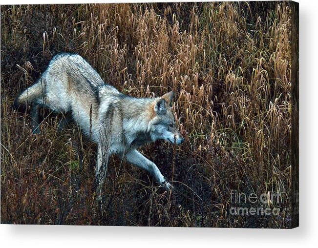Animal Acrylic Print featuring the photograph Gray Wolf #8 by Mark Newman