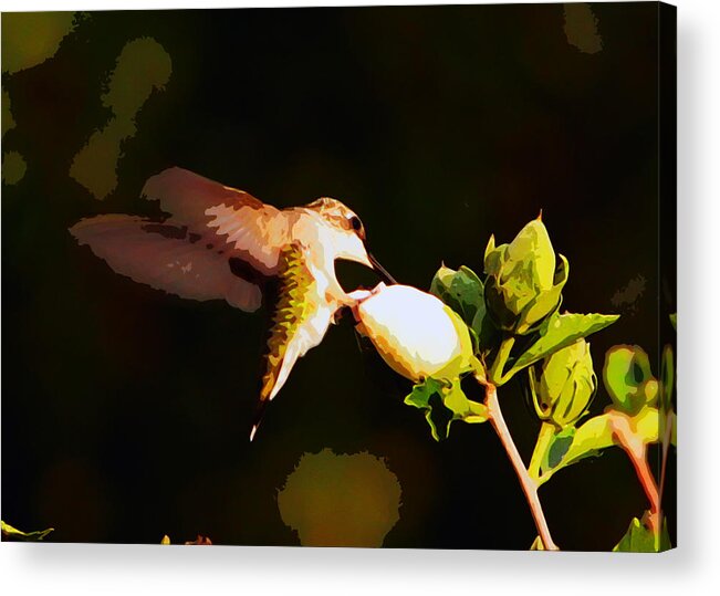 Hummingbirds Acrylic Print featuring the photograph Hummingbird #21 by John Freidenberg