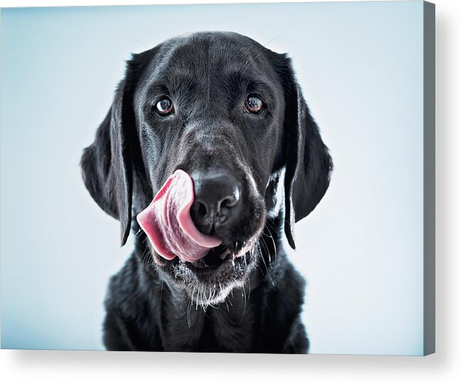 Pets Acrylic Print featuring the photograph A Black Dog Licking His Lips by Ben Welsh / Design Pics