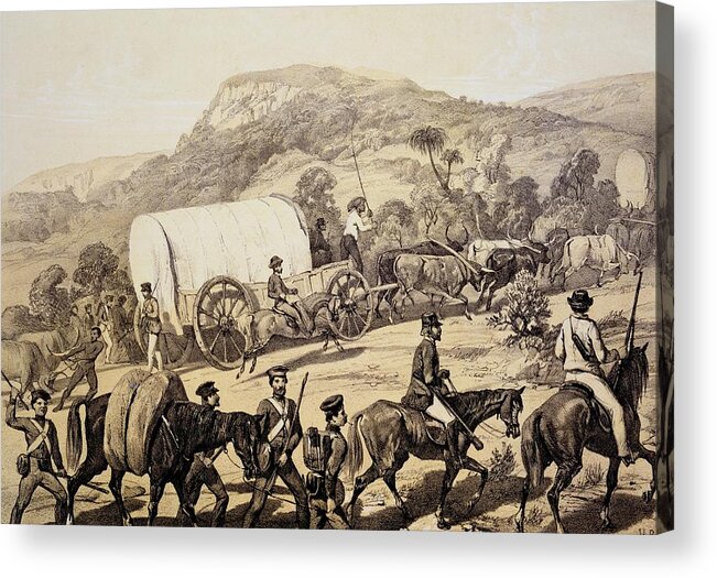 Kafir War Acrylic Print featuring the drawing A Convoy Of Wagons by English School