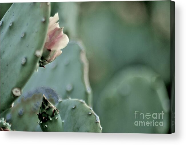 Opuntia Acrylic Print featuring the photograph A DeserT ShaDE oF PaLE by Angela J Wright