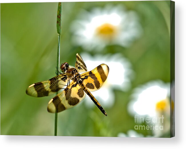 Halloween Pennant Dragonfly Acrylic Print featuring the photograph A Dragonfly's Life by Cheryl Baxter