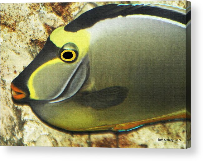 A Fish From The Ocean Acrylic Print featuring the photograph A Fish From The Ocean by Tom Janca